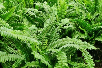 КОМПО ЗЕМЛЯ НА ЮК ПАЛЬМА ДРАКЕНОСЫ ФИКУСЫ МОНСТРЫ АЛОКАЗИЯ ИВИСЫ КРОТОНЫ
