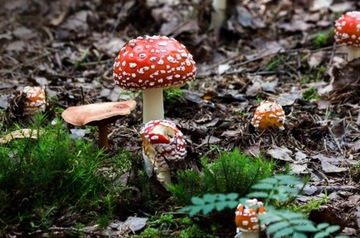 Мухомор Мухомор Мухомор Микродозирующий + Охлаждающий Линимент