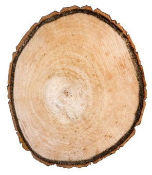 NATURALNE Plastry drewna TOPOLA krążki 11-15cm