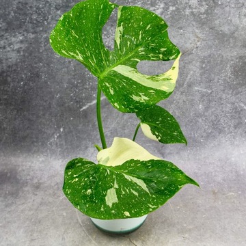 MONSTERA THAI CONSTELLATION kolekcjonerski roz. S DØ6cm ROŚLINNE MARZENIE