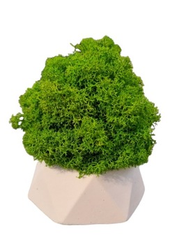 Подарочный набор «Рубильный лес»