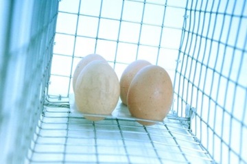 Клетка-ловушка Live Trap Marten Mercy Minks + БЕСПЛАТНО