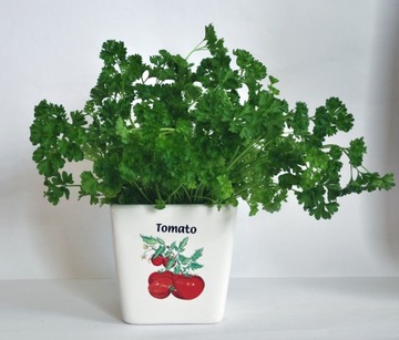 Горшок/крышка для помидоров, зелени и прочего