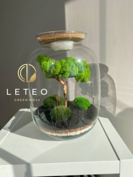 лес в банке мох бонсай хроботек растения из мха уникальный подарок премиум класса