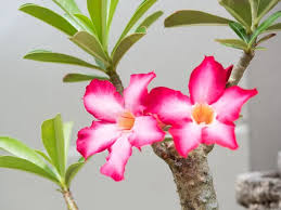 Подарочный набор Дня Матери для выращивания пустынной розы