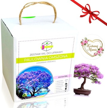 PAULOWNIA DRZEWKO SZCZĘŚCIA BONSAI PREZENT DLA MAMY NA DZIEŃ MATKI URODZINY