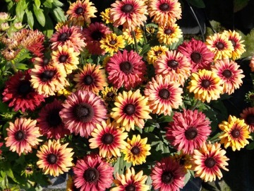 Rudbekia Flamenco Apricot kolorowe kwiaty doniczka P9