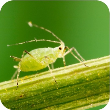 ПОЛИСЕКТ СУБСТРАЛЬНЫЙ ИНСЕКТИЦИД От тли, паутинного клеща 750 мл