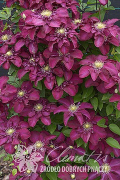 Clematis 'Jan III Sobieski' powojnik