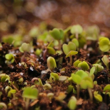 САДОВЫЙ ГИДРОГЕЛЬ 2 КГ ЗАДЕРЖИВАЕТ ВОДУ АГРОГЕЛЬ