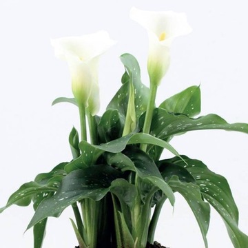 Zantedeschia Kalla Kalia Snow Storm 1 szt.