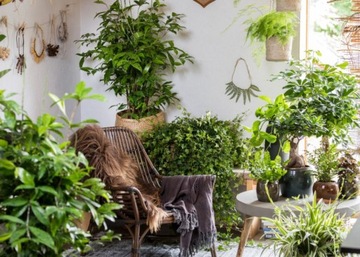 COMPO LAND OF FIXUS MONSTERS БАНАНОВАЯ ГРУДКА АЛОКАСИИ ШЕФЛЕРЫ СКИНДАПСУС ИЗ АРЕКИ