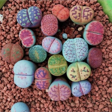200Pcs Mixed Lithops Seeds Living Stones Succulent Plant