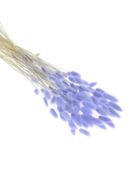 Букет сушеных лаванды Одуванчик яйцевидный Lagurus 60 шт.