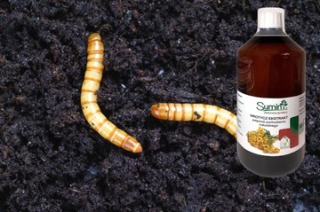 Рассказы об экстракте сумина для роллеров -опухшей проволоки 1000 мл 1 л.