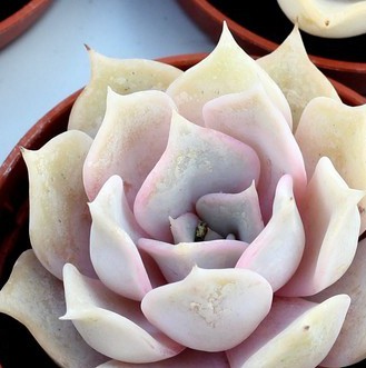Echeveria lilacina SREBRZYSTOSZARA eszeweria