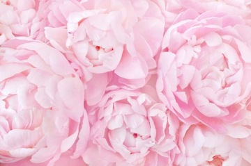 Fototapeta PEONIE PIWONIE KWIATY P04 588x260
