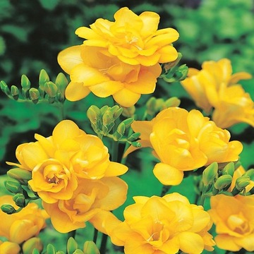 FREESIA DOUBLE FREZJA PEŁNA ZÓŁTA 10szt /W40
