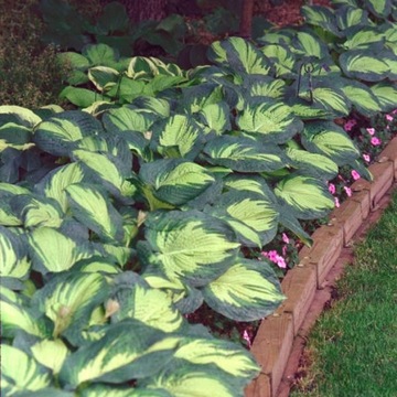 FUNKIA GREAT EXPECTATION - HOSTA, ładna sadzonka