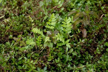 Водяная мята Mentha aquatica для пруда