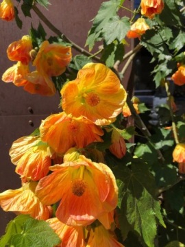 Комнатный клоник, Abutilon hybridum