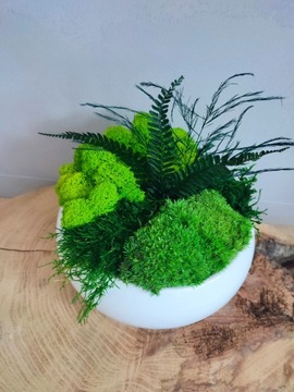 Цветочный горшок со мхом и стабилизированными растениями