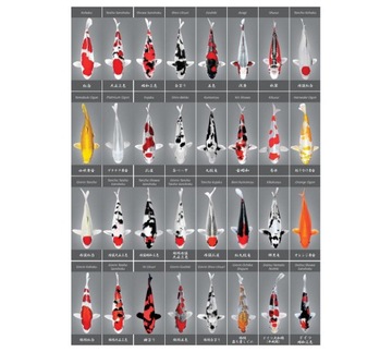 HIKARI GOLD MINI 5KG POKARM DLA RYB KOI