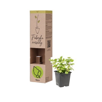 |sadzonka| Mięta pieprzowa aromatyczna + INSTRUKCJA | Fabryka Rozsady