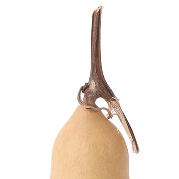 Gurda Kształt Suszona Dynia Dyniowaty Tykwa W Kszt