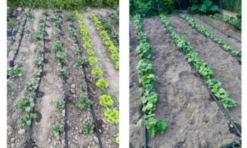 НАБОР ШЛАНГОВ ДЛЯ КАПЕЛЬНОГО ПОЛИВАНИЯ 50м+ 56шт.