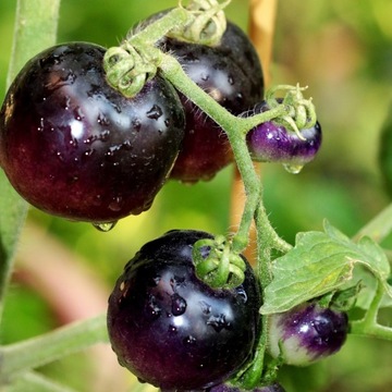 POMIDOR Black Cherry Koktajlowy NASIONA