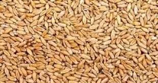 ТРИТИКАЛ КОРМ ЗЕРНОВОЙ ДЛЯ КУРИЦ КОРМ ДЛЯ ДИКИХ ПТИЦ 10КГ