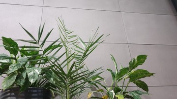 ОБРАЗЕЦ АРХИТЕКТУРНОГО ГИБКОГО БЕТОНА – B30