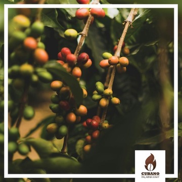 Подарочный набор свежеобжаренных КОФЕ В ЗЕРНАХ 6x250г - Cubano Coffee Roaster