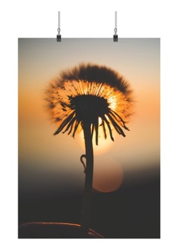 PLAKAT DMUCHAWCE KWIATY MLECZ 70x50 CM 23 WZORY