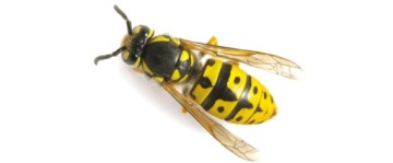 СПРЕЙ ОТ ТАРАКАНОВ ПАУКОВ 400мл ДЕЙСТВИТЕЛЬНО ОТ ВСЕХ НАСЕКОМЫХ