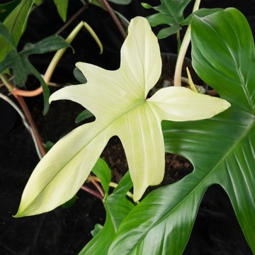 Philodendron florida GHOST białe liście MALUCH