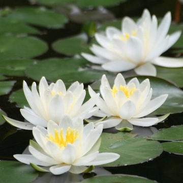 ЛИЛИЯ для пруда, пруд - NYMPHAEA ALBIDA - БЕЛАЯ, с цветочным бутоном