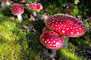 Мухомор Мухомор Мухомор Микродозирующий + Охлаждающий Линимент