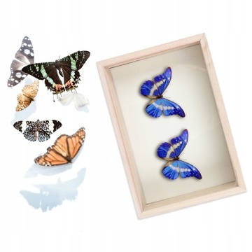 Стеклянные витрины Shadowbox Frame Case