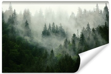 Fototapeta Las we mgle 270 x 405