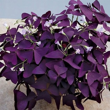 Фиолетовый треугольный щавель красивый 10 на урожай.