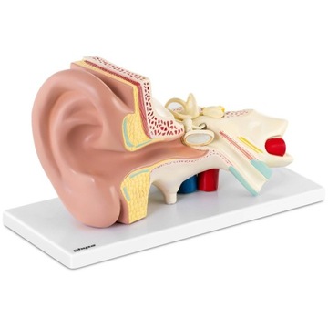 TRÓJWYMIAROWY MODEL ANATOMICZNY LUDZKIEGO UCHA 3:1