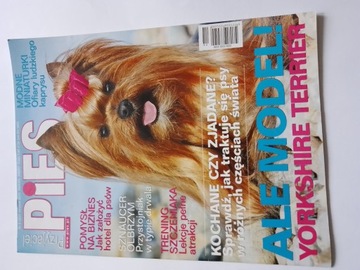 Przyjaciel Pies magazyn Yorkshire Terrier 8 2015