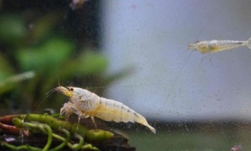 Krewetki Caridina Cr. Gold/Snow MIX 10szt+2 gratis