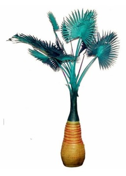 Palma butelkowa Hioforba Hyophorbe Lagenicaulis 20