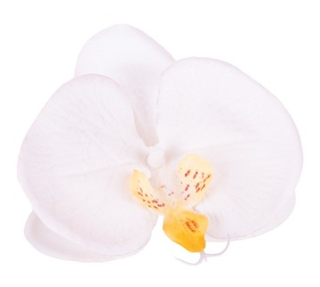 Storczyk orchidea główka kwiatowa kremowa