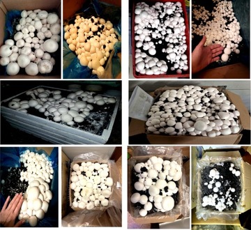 БЕЛЫЕ ГРИБЫ БЮЛЛЕТЕНЬ 20 КГ + ИНСТРУКЦИЯ + ГАРАНТИЯ НОМЕР 1 В ПОЛЬШЕ