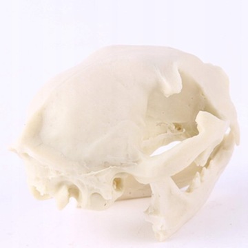 Фигурка из смолы, модель костей черепа кошки.