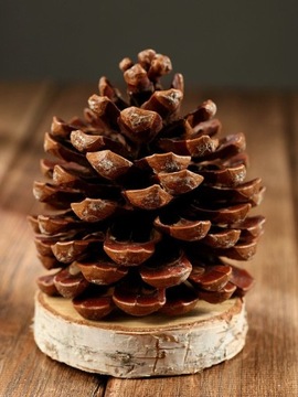 НАТУРАЛЬНЫЕ СОСНОВЫЕ ШИШКИ, ДЕКОРАТИВНОЕ СУЗ-ПЛАТЬЕ